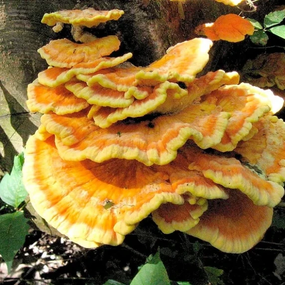 Chicken of the woods recipe