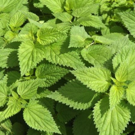 Cream of Nettle Soup with Garlic Mustard Oil