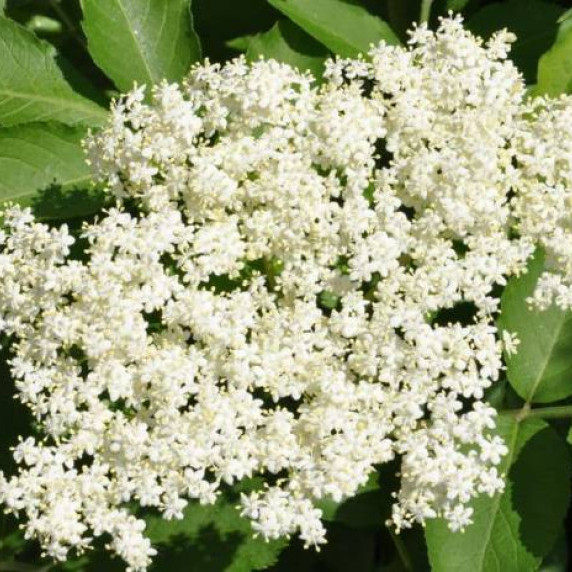 Elderflower fritters