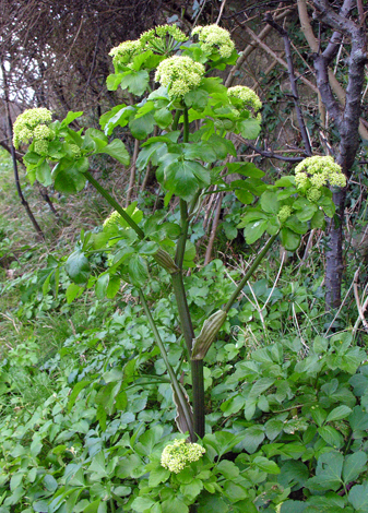 Alexanders recipes