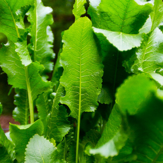 Horseradish leaves recipes